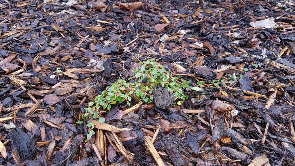 Tschüss Rasen- Hallo neue&nbsp;Beete