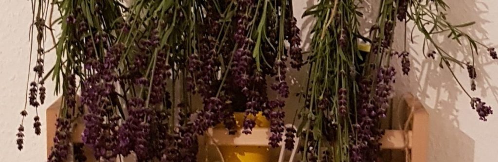 Lavendel – du nützliche&nbsp;Schönheit