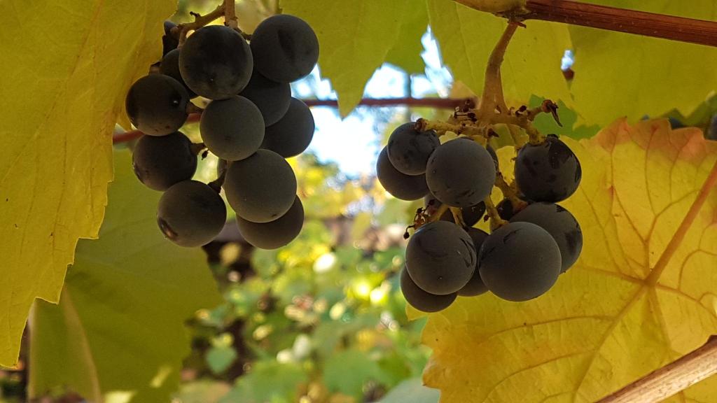 Lughnasagh – Kornernte