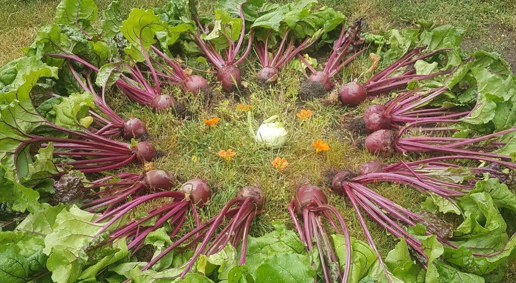 Der lange Weg zum&nbsp;Gartenglück