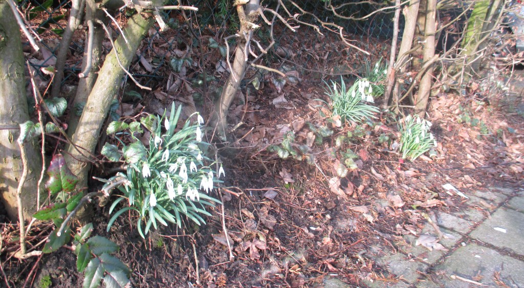 Imbolc – Lichtmess