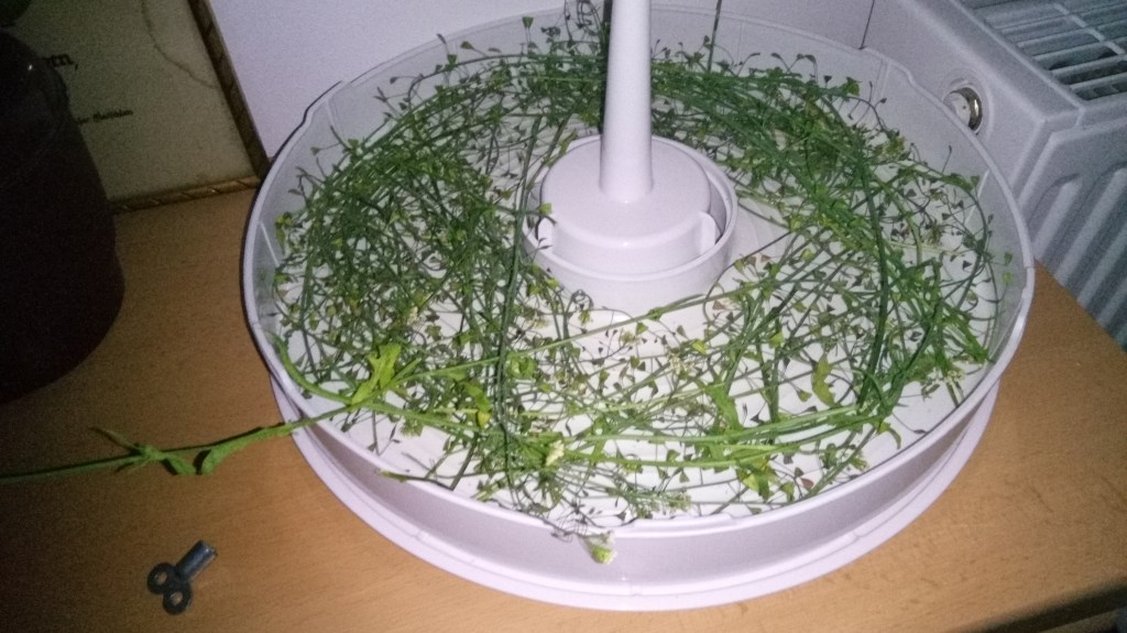 Kräuter kennenlernen