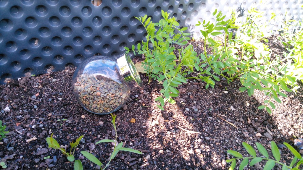 Selbstversorger-Experimente Teil 1:&nbsp;Linsen